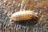 Acaeroplastes melanurus
